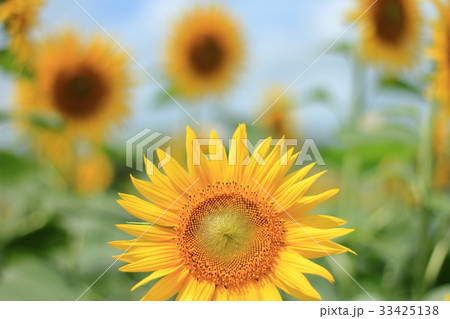 ヒマワリ 33425138