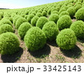 コキア 33425143