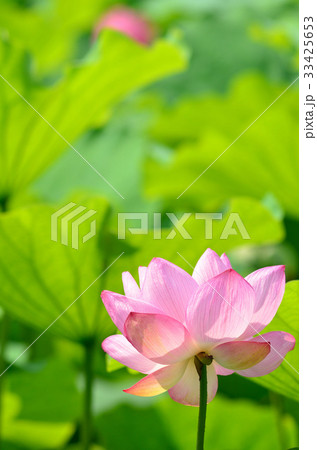 ハスの花 33425653
