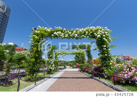 横浜、バラの咲く山下公園、初夏の晴天　 33425726