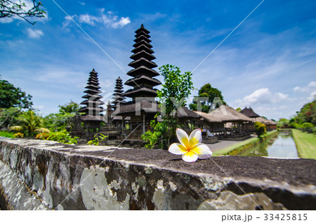 Plumeria on wall Plumeria on wall 33425815