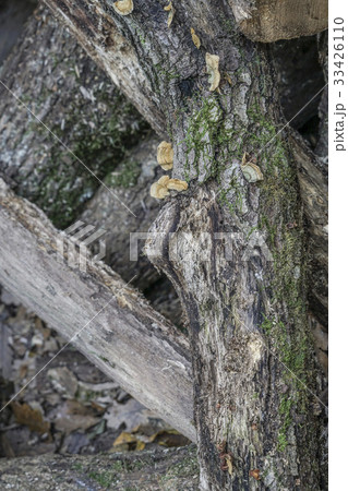 Pile of wooden logs as a background Pile of wooden logs as a background 33426110