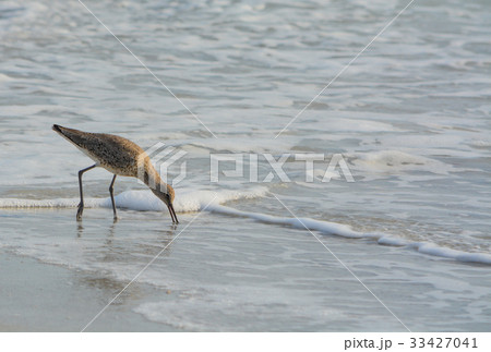 Willet (catoptrophorus semipalmatus) feeding Willet (catoptrophorus semipalmatus) feeding 33427041