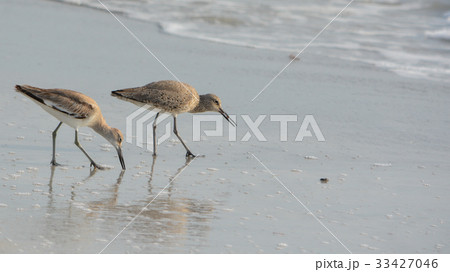 Willet (catoptrophorus semipalmatus) feeding Willet (catoptrophorus semipalmatus) feeding 33427046