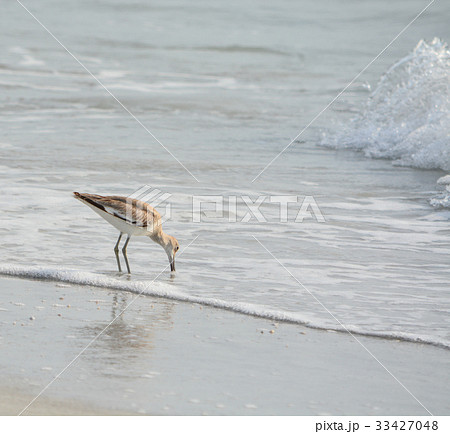 Willet (catoptrophorus semipalmatus) feeding 33427048