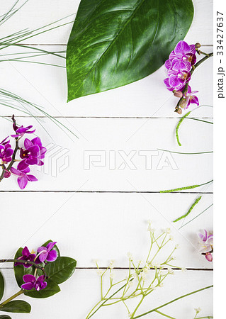 Orchid and decorative leaves 33427637