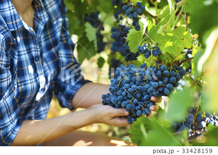 Farmer with freshly harvested grapes. 33428159