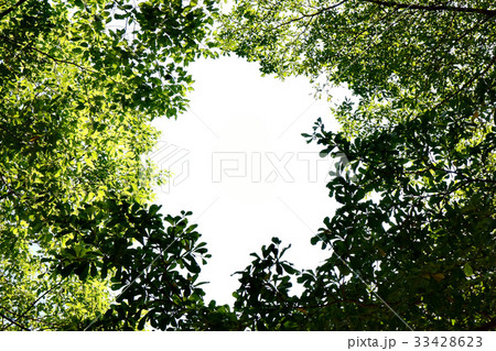 Leafs frame with copy space in the middle Leafs frame with copy space in the middle 33428623