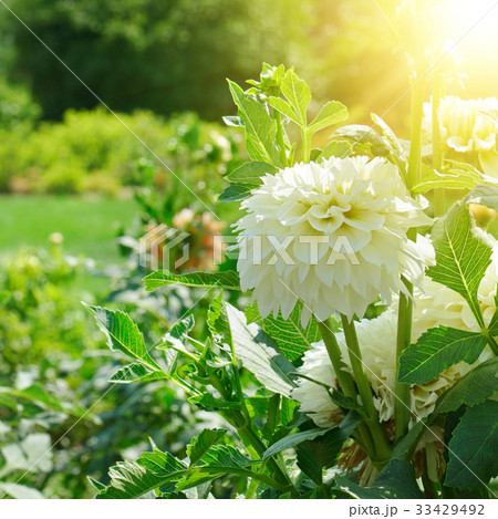 white dahlia flower at dawn. 33429492