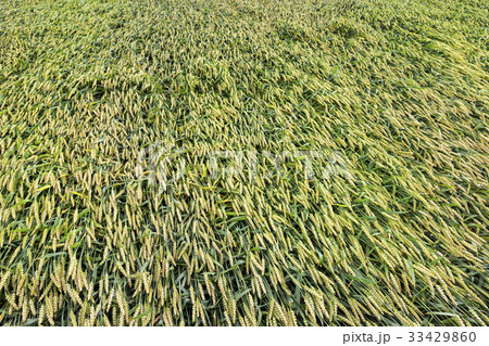 wheat field in belarus 33429860