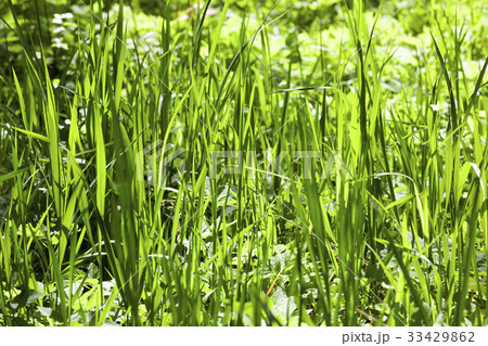 Spring park lawn Spring park lawn 33429862