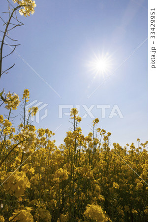 Flowering rape in the summer Flowering rape in the summer 33429951