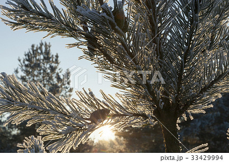 Pines in the frost Pines in the frost 33429994