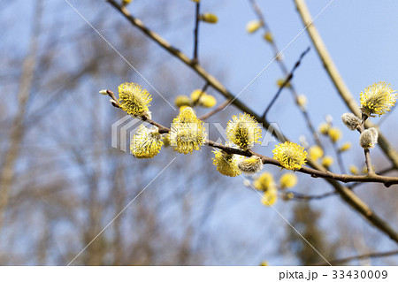 flowering willow tree flowering willow tree 33430009