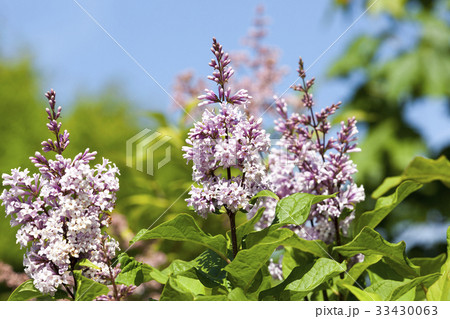 blossoming lilac blossoming lilac 33430063