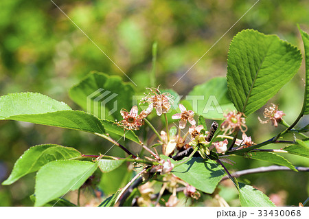 cherry flowers 33430068