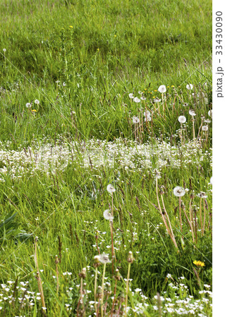 Beautiful white dandelion 33430090