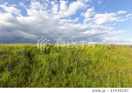 hill with lupine 33430297