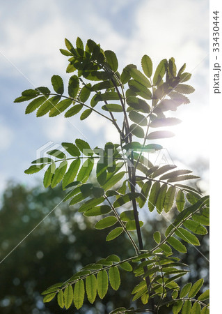 mountain ash mountain ash 33430444