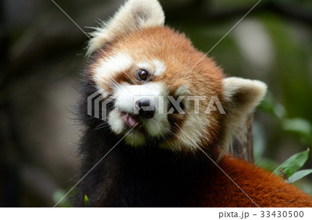 レッサーパンダ・小熊猫 33430500