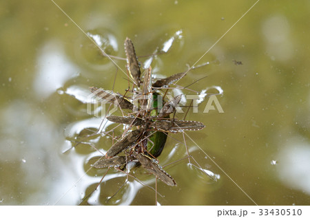 捕食中のコセアカアメンボ・小背赤水黽 33430510