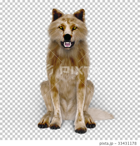 Wolf Wolf 33431178