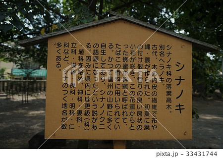 八幡宮　シナノキ（武水別神社） 33431744