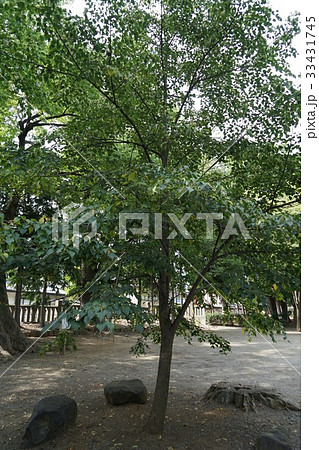 八幡宮　シナノキ（武水別神社） 33431745