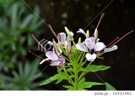 クレオメの花 クレオメの花 33432462