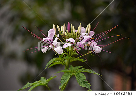 クレオメの花 クレオメの花 33432463