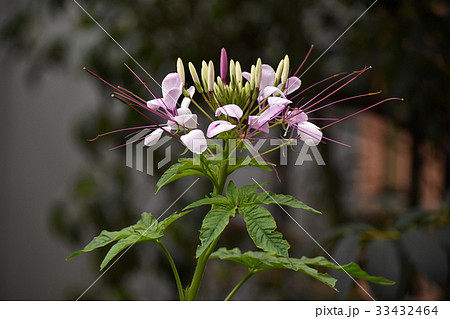 クレオメの花 クレオメの花 33432464