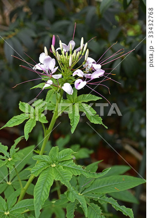 クレオメの花 33432768