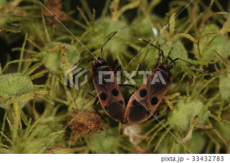 生き物 昆虫 ヒメホシカメムシ、笑った顔が二つ。オオホシカメムシより楽しそうに見えます 生き物 昆虫 ヒメホシカメムシ、笑った顔が二つ。オオホシカメムシより楽しそうに見えます 33432783