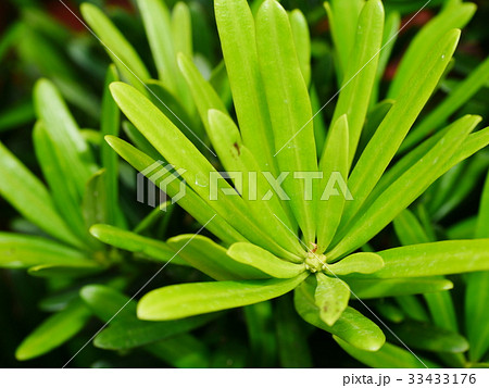 自然 天然 ナチュラル 33433176