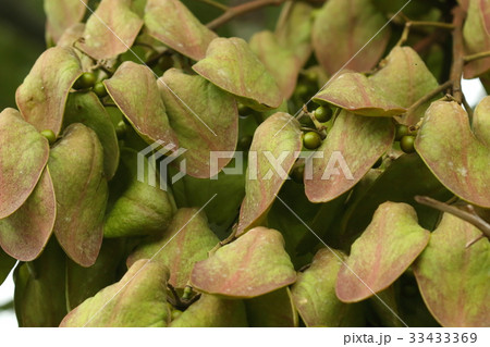 自然　植物　アオギリ、八月中旬。果実の莢が割れて中に隠れていた丸い種が顔を出してきました 33433369