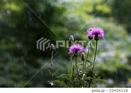花 芽 非 33434118