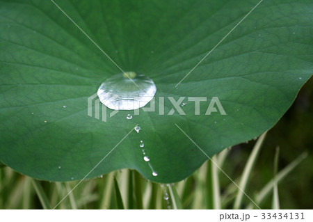 清潔 水滴 蓮の葉 33434131