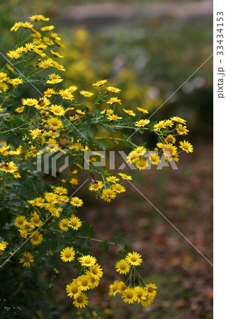 ガムグク 花 黄色 33434153
