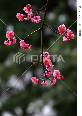 か 花 梅 33434181