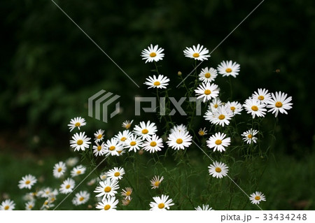 グジョルチョ 花 クローズアップ 33434248