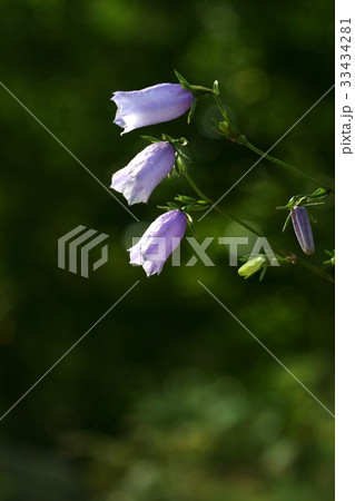 金剛ランタン 花 野生の花 33434281