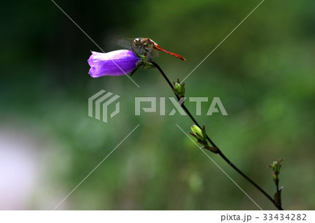 金剛ランタン 芽 野生の花 33434282