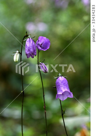 金剛ランタン 芽 野生の花 33434283