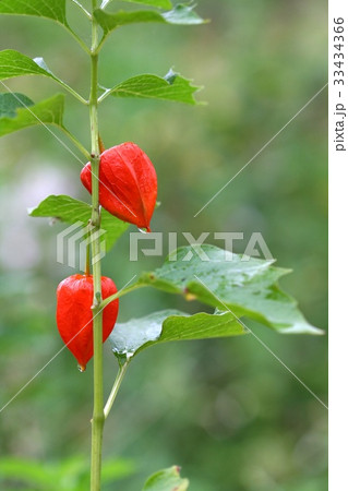 ほおずき 水滴 野生の花 33434366