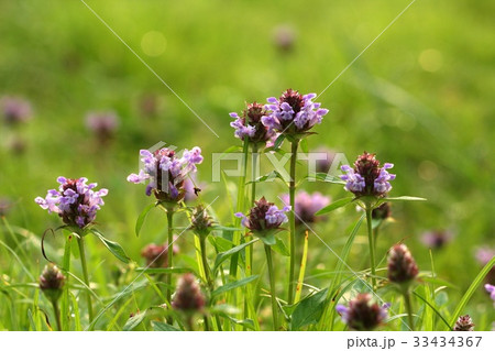 シソ フォーカス 野生の花 33434367