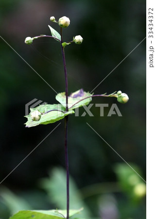 芽 野生の花 葉 33434372