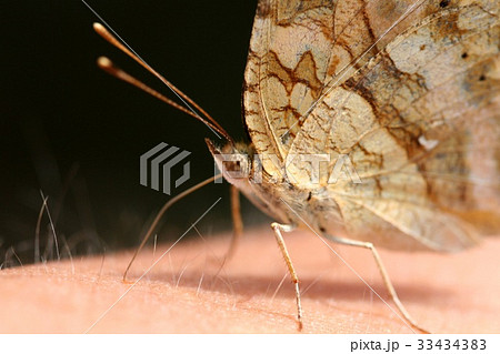 蝶 触角 フォーカス 33434383