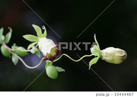 芽 ツルニンジン ツルニンジンの花 33434467