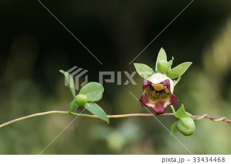 芽 ツルニンジン ツルニンジンの花 33434468