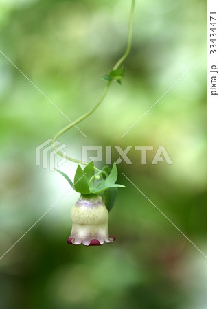 つる ツルニンジン ツルニンジンの花 33434471